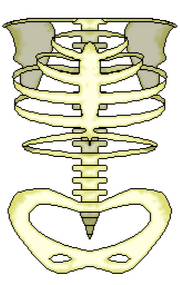 Bone Torso in Pixel Art