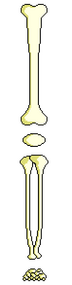 Bone Leg