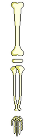 Pixel Art of a Bone Arm
